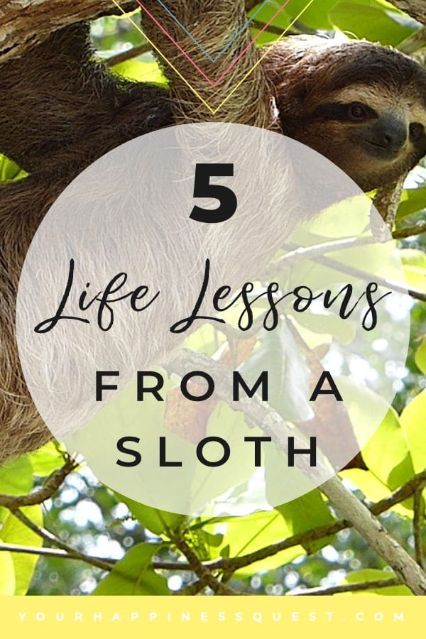 5 life lessons from a sloth. Why we can learn about happiness and life from the animal kingdom. #learning #loveyourself #happiness #happy #lifechanging #life #joy #mindset #depression #emotions #positivemindset #happinessquest #mind #health #wellness #selfcare #selfimprovement #personalgrowth #selflove #loveyourself #youdoyou #yourebeautiful #animals #sloth #happysloth #slothart #science #health&wellness Photo by Javier Mazzeo