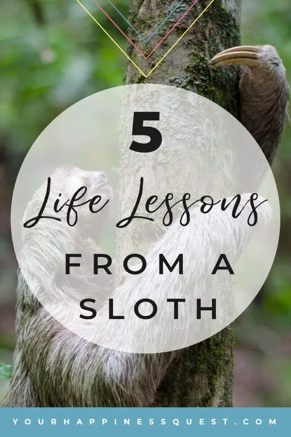 5 life lessons from a sloth. Why we can learn about happiness and life from the animal kingdom. #learning #loveyourself #happiness #happy #lifechanging #life #joy #mindset #depression #emotions #positivemindset #happinessquest #mind #health #wellness #selfcare #selfimprovement #personalgrowth #selflove #loveyourself #youdoyou #yourebeautiful #animals #sloth #happysloth #slothart #science #health&wellness Photo by Sebastian Molinares