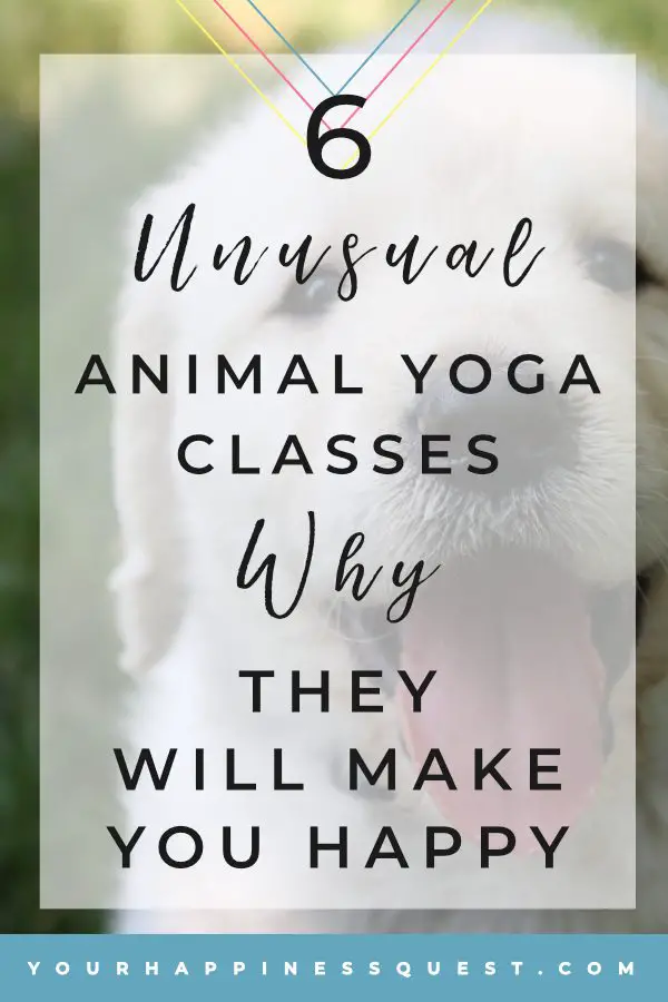 Six unusual animal yoga classes and why they will make you happy. Yoga inspiration for everyone. Whether you are looking for yoga for beginners or advanced yoga there will be yoga benefits for everyone in these animal yoga classes. Yoga lifestyle is also about connecting with nature and all mother nature can give us. #yoga #yogaforbeginners #yogainspiration #animals #baby animals #cuteanimals #yogalifestyle #yogalife #chakra #life #selflove #selfcare #exercisemotivation. Photo by Kayla Farmer