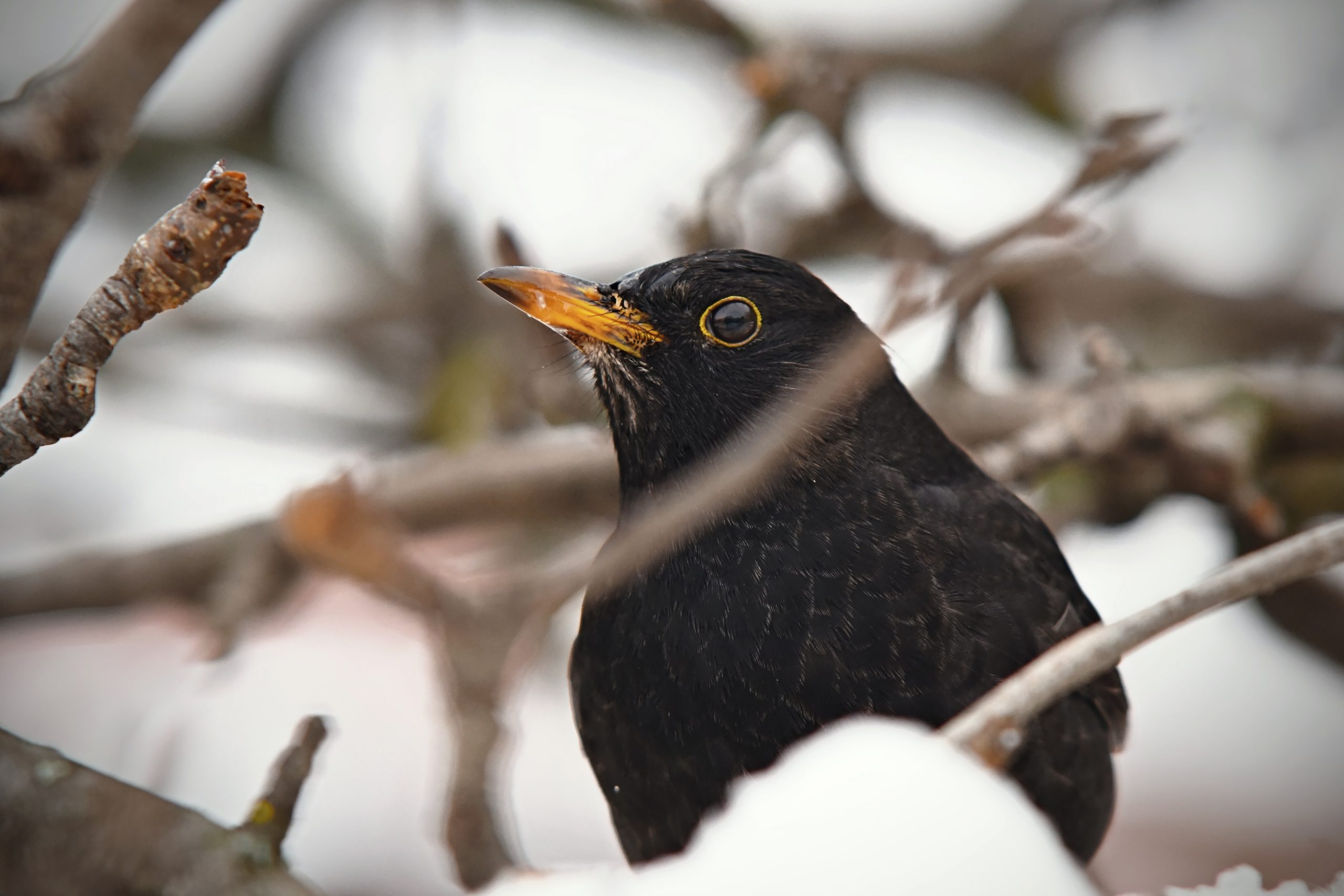 a large black bird on a snowy tree branch