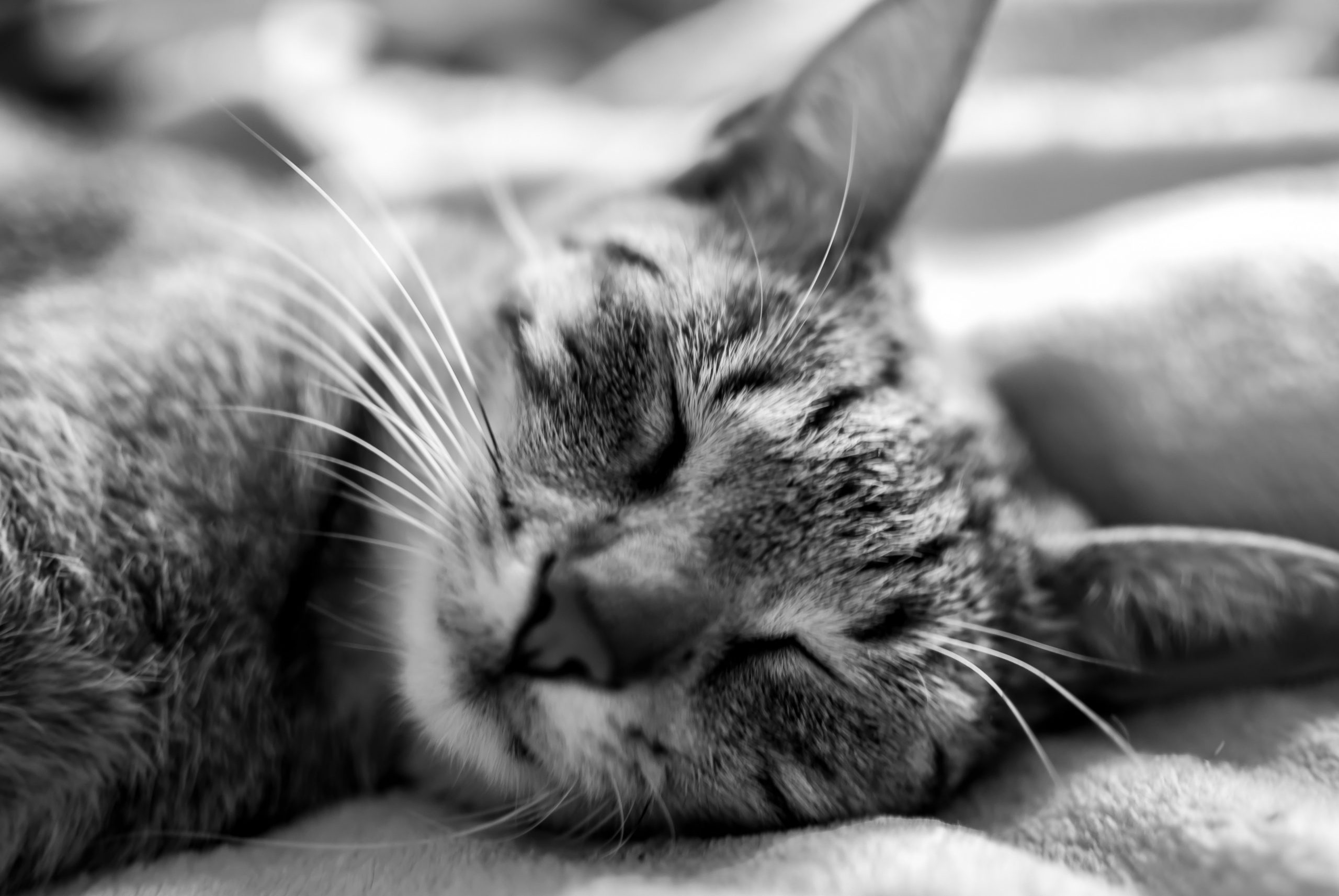 black and white image of a sleeping cat